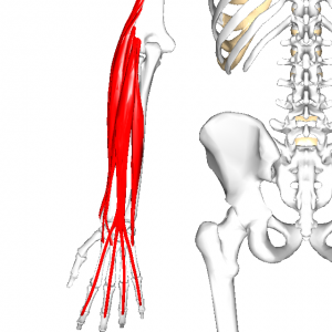 前腕橈側伸筋群 L001
