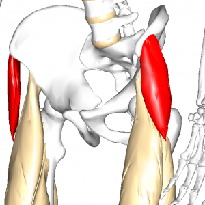 大腿筋膜張筋 L1