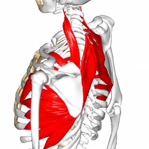 肩甲骨と胸郭の筋 L