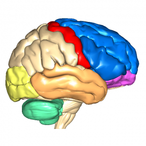 大脳皮質L1