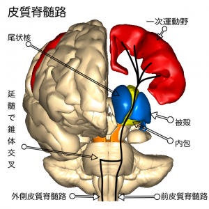 皮質脊髄路２
