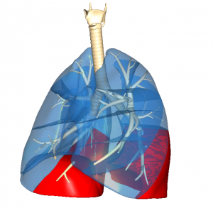 下側肺底区L5
