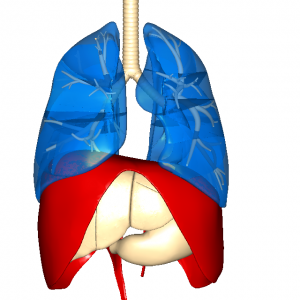 肺・横隔膜・内臓L1