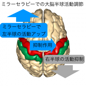 大脳半球活動調節１